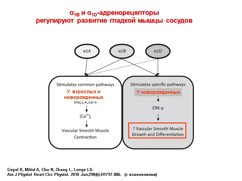 Goyal R, Mittal A, Chu N, Zhang L, Longo LD. Am J Physiol Heart